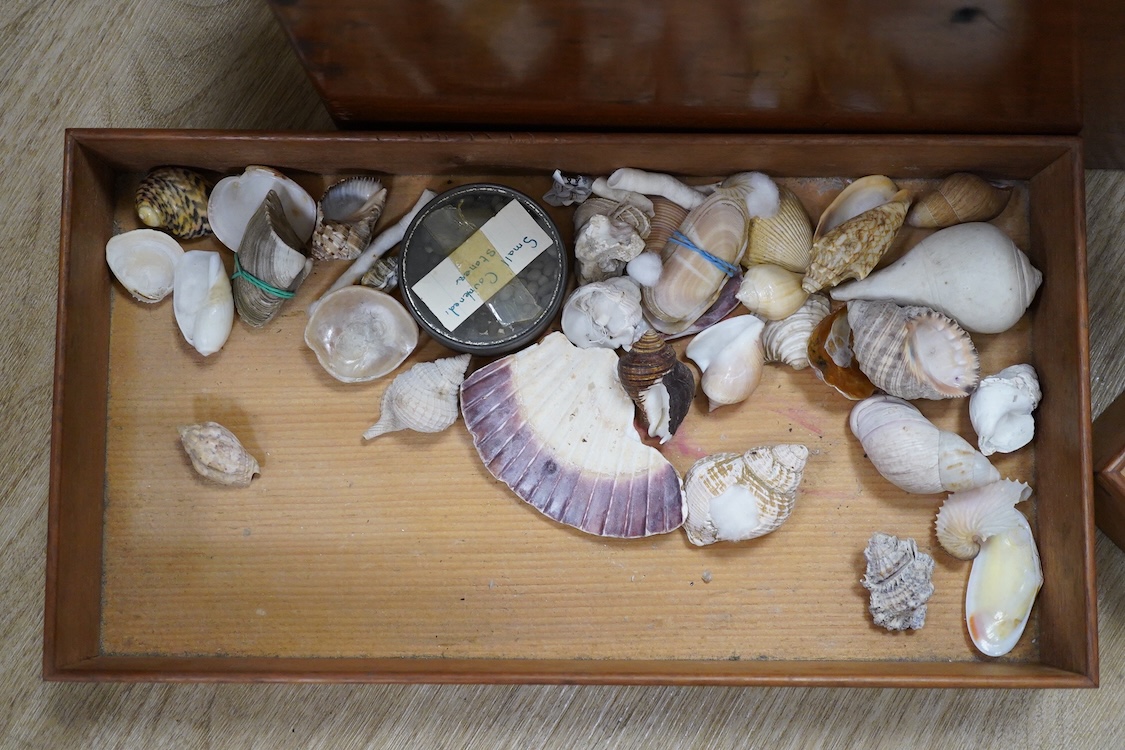A 19th century mahogany box with three ‘lift-out’ trays, containing an old collection of sea shells and other marine invertebrates, dimensions of the box; 40.5cm wide, 23cm deep, 23cm high